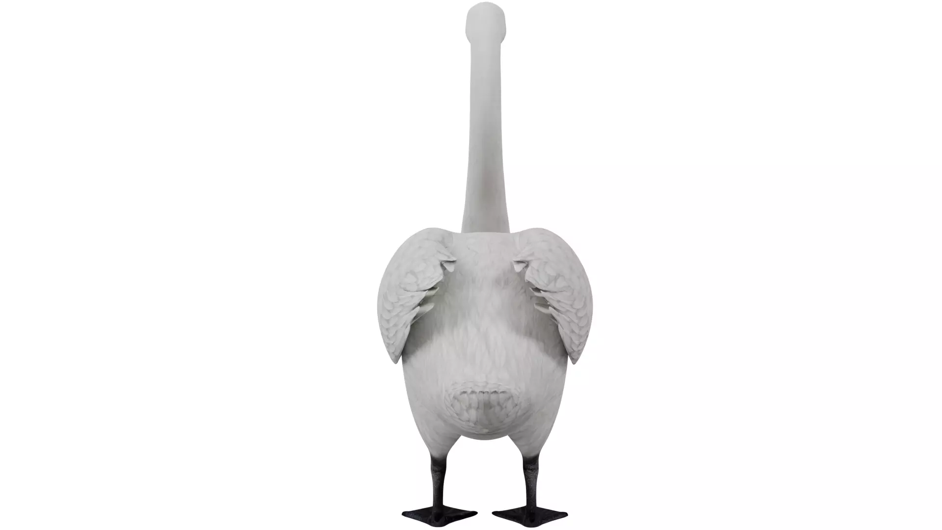 Swan Bird 3D model_3