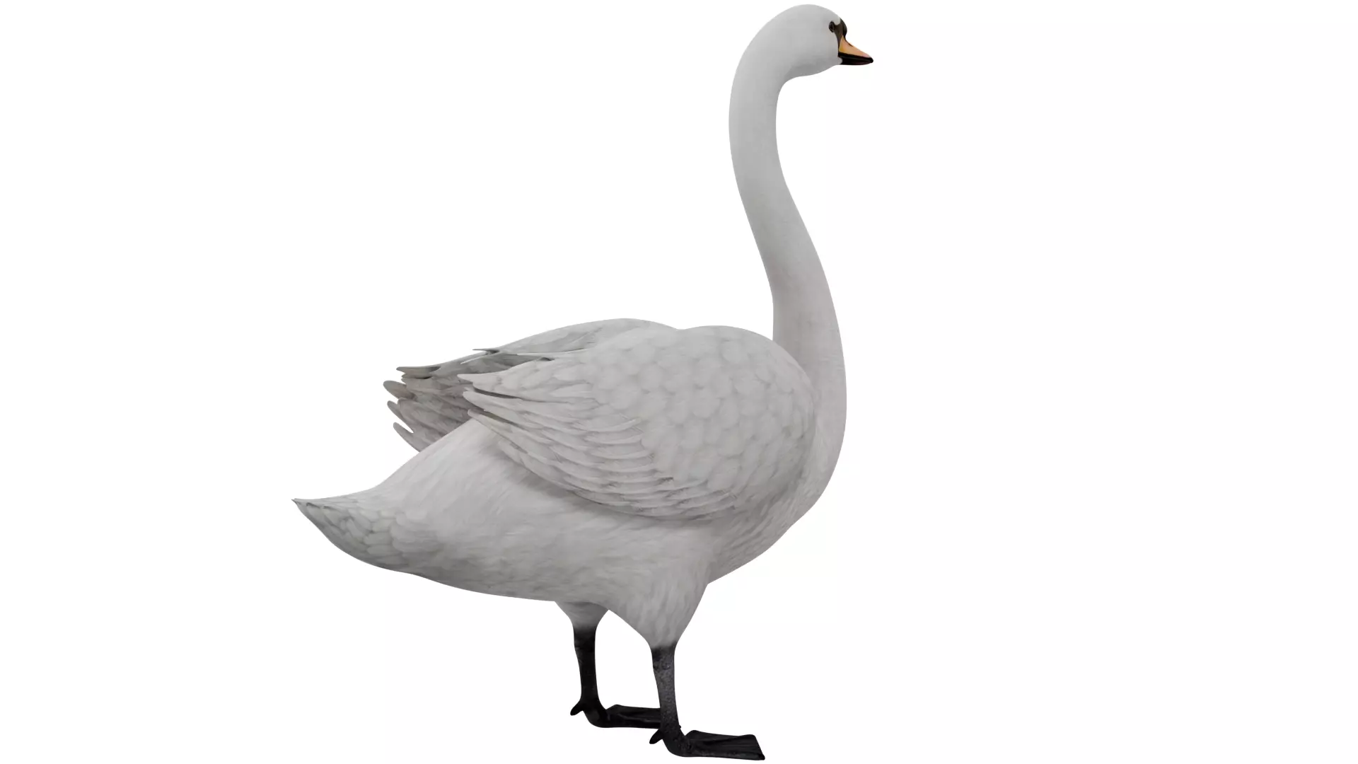 Swan Bird 3D model_4