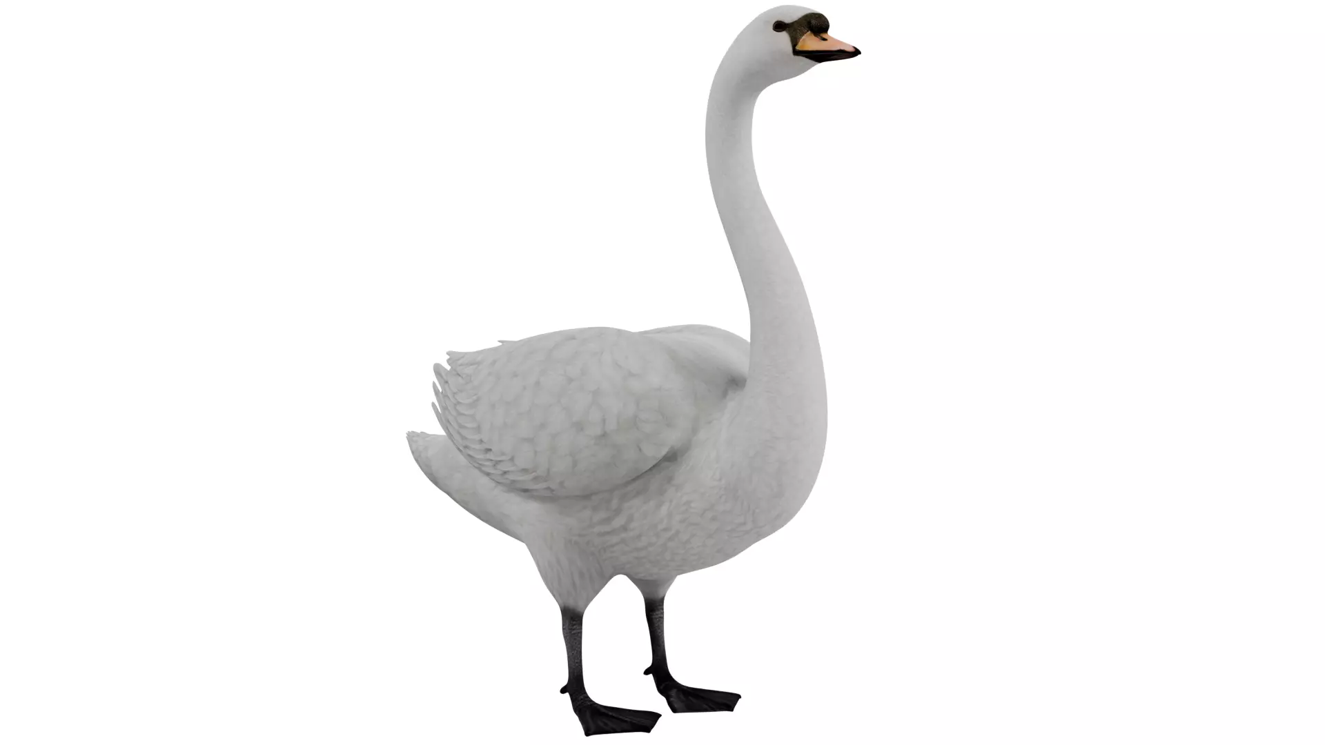 Swan Bird 3D model_6