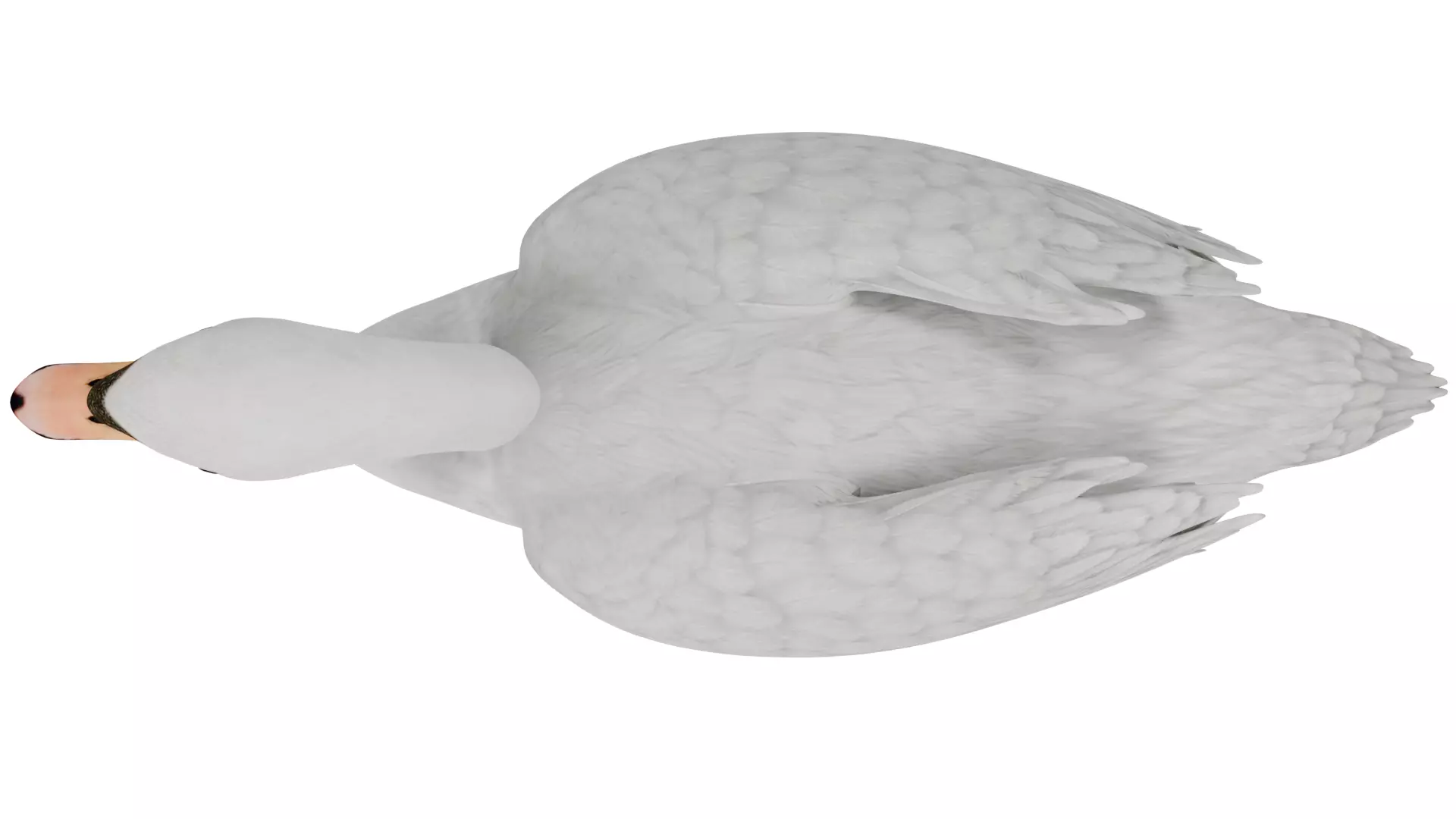 Swan Bird 3D model_8