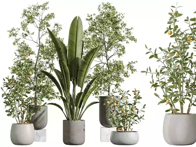 AV Indoor Plants Set 290 Orange Banana Olive
