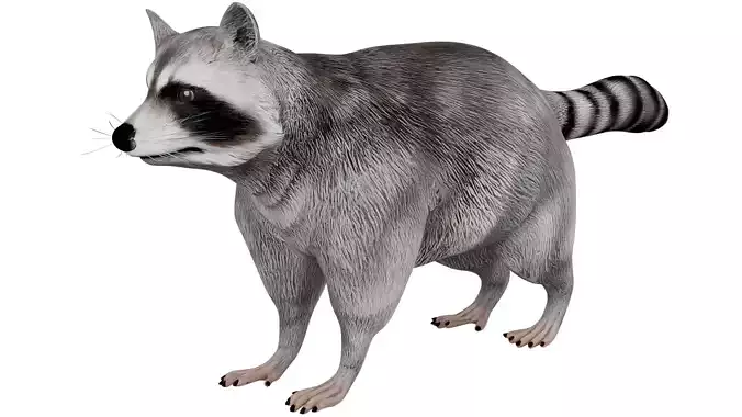 Raccoon 3D model