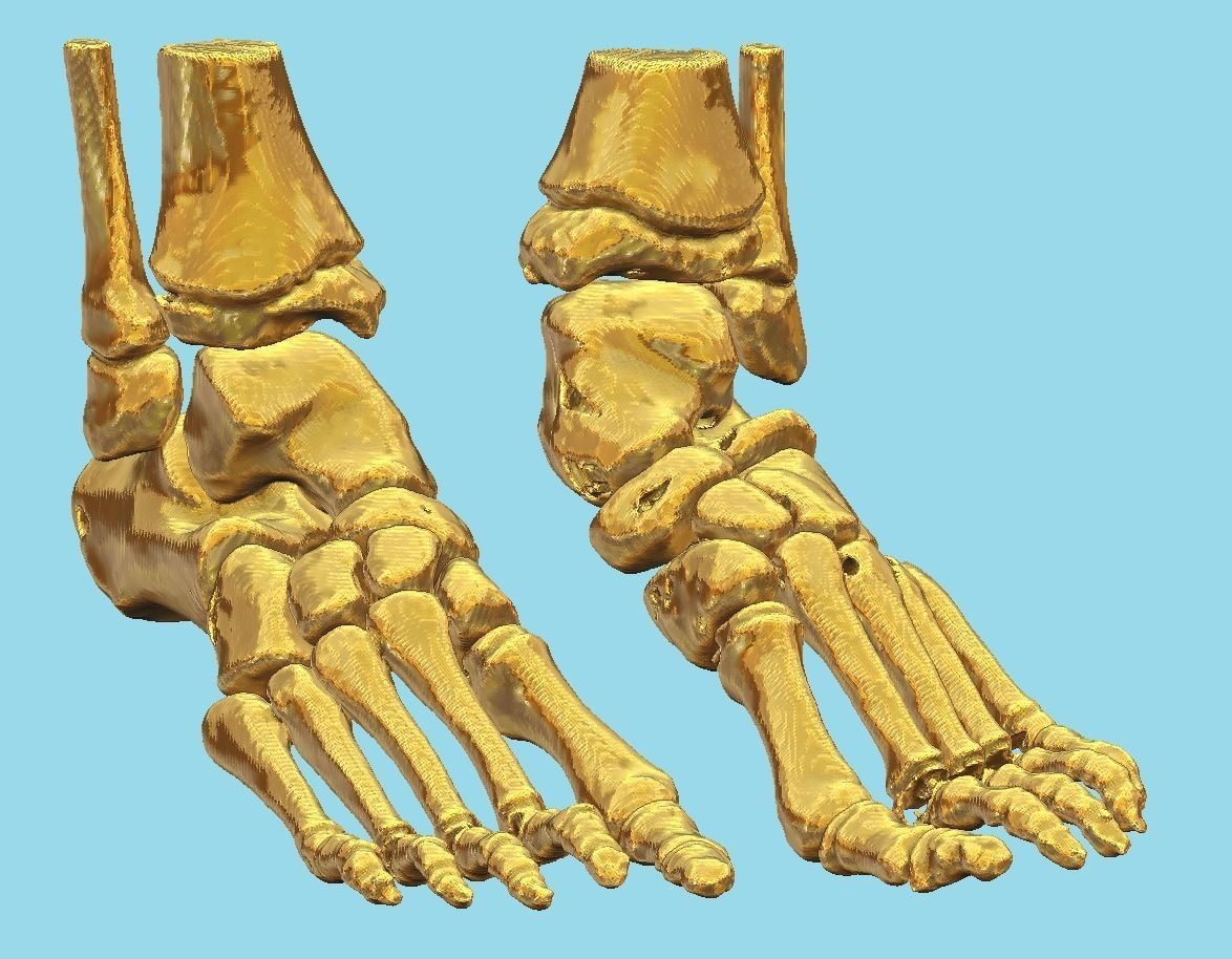 Foot bone 3D print model_0