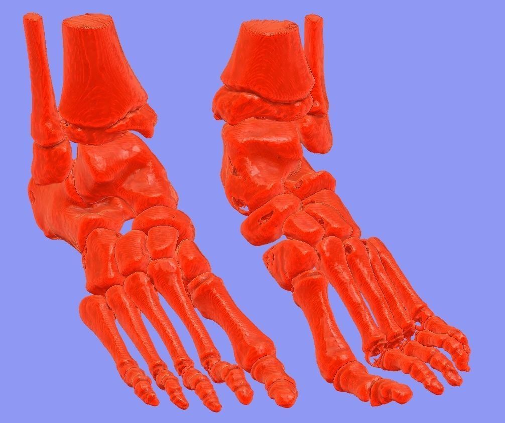 Foot bone 3D print model_1