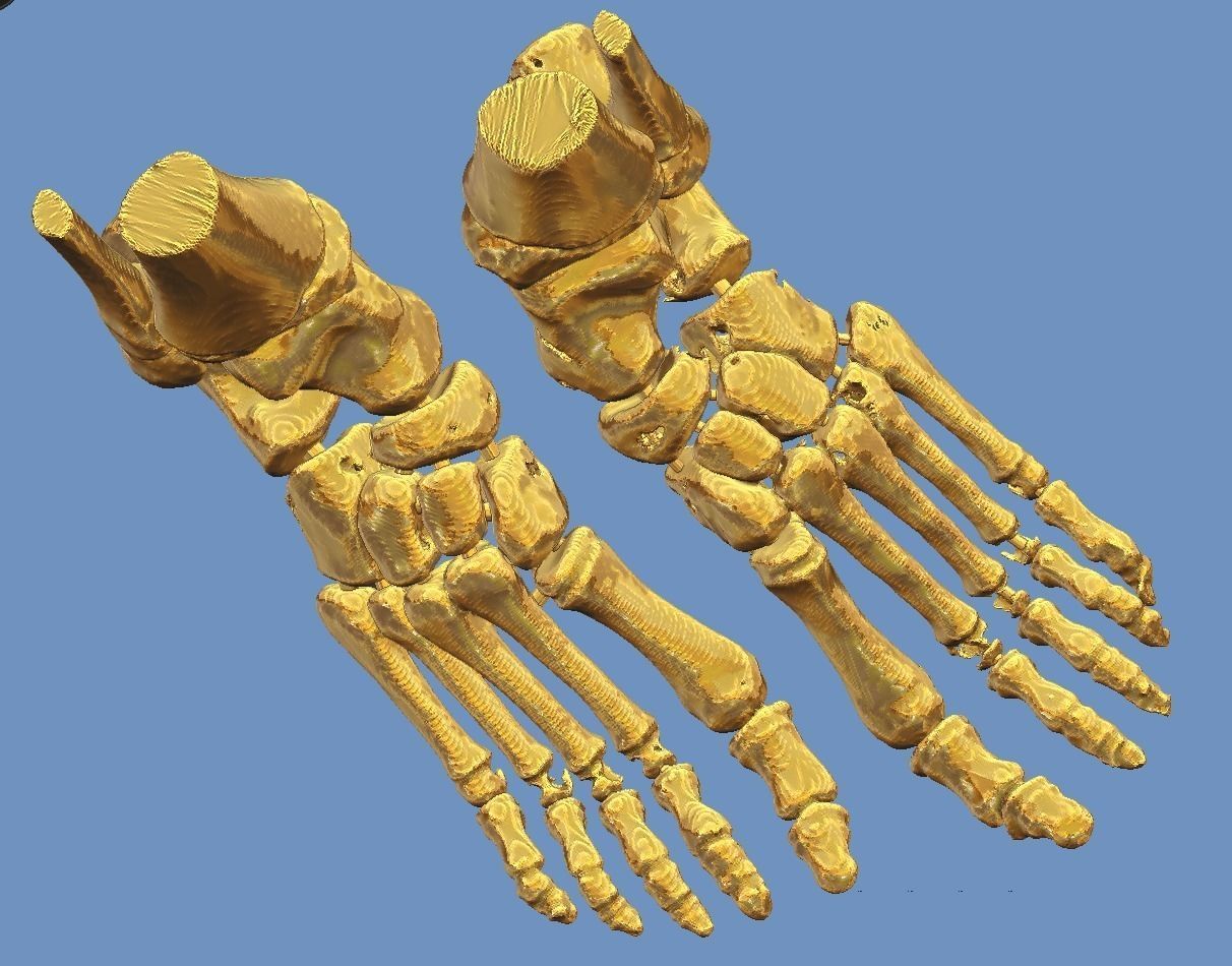 Foot bone 3D print model_2