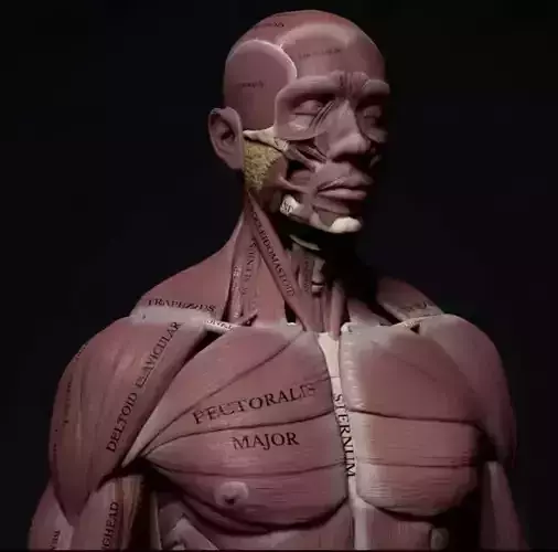 Human Anatomy 3D Model  Skeleton and Muscular System 