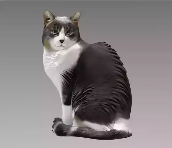 Domestic Cat 3D model