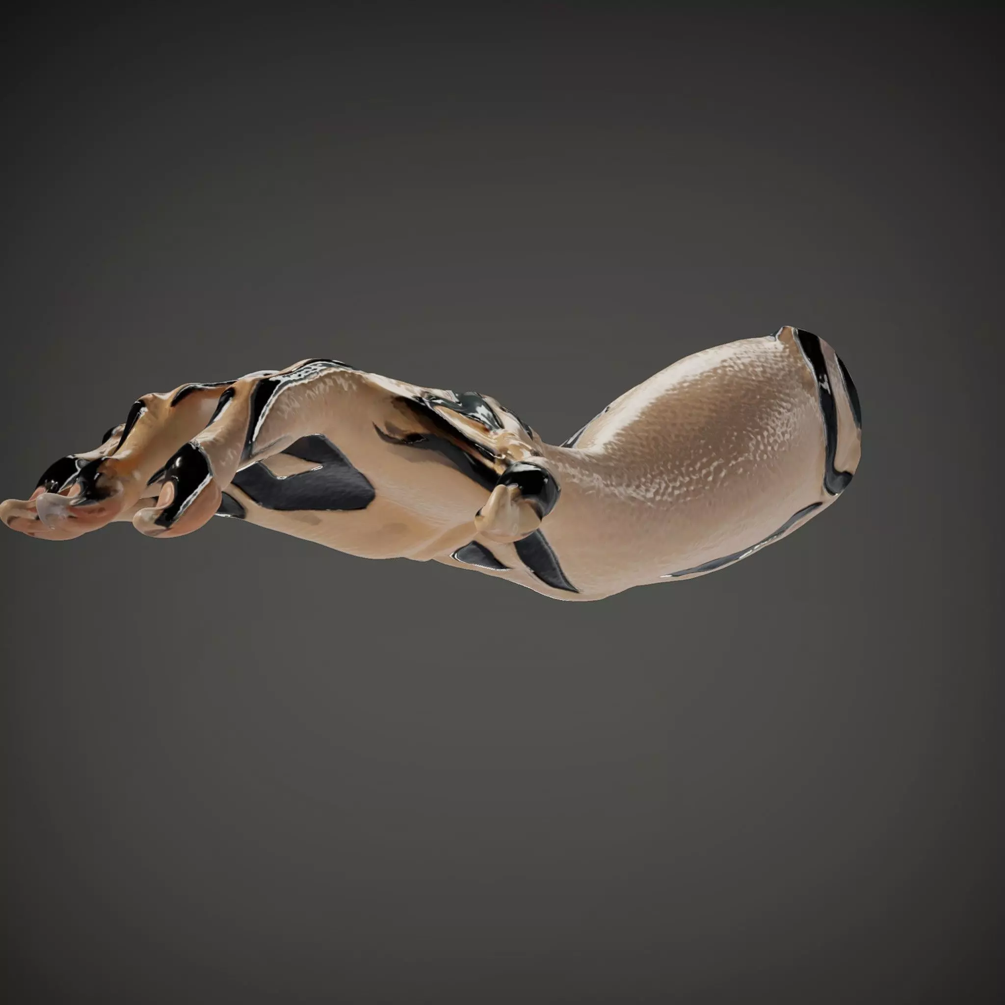 Zebra Striped Creature Hand model pack Low-poly 3D model_35