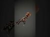Tigerthemed anthropomorphic hand model pack Low-poly 3D model_2