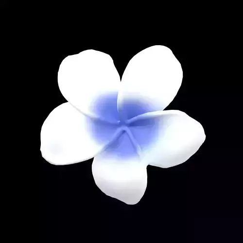 Plumeria Flower v1 003