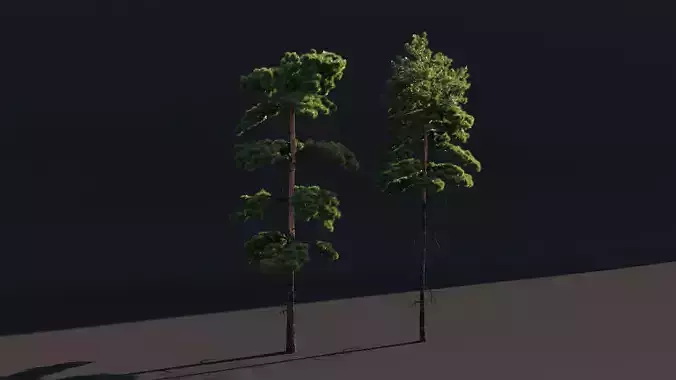 High Poly Scots Pine - Realistic Pinus Sylvestris Trees 3D model