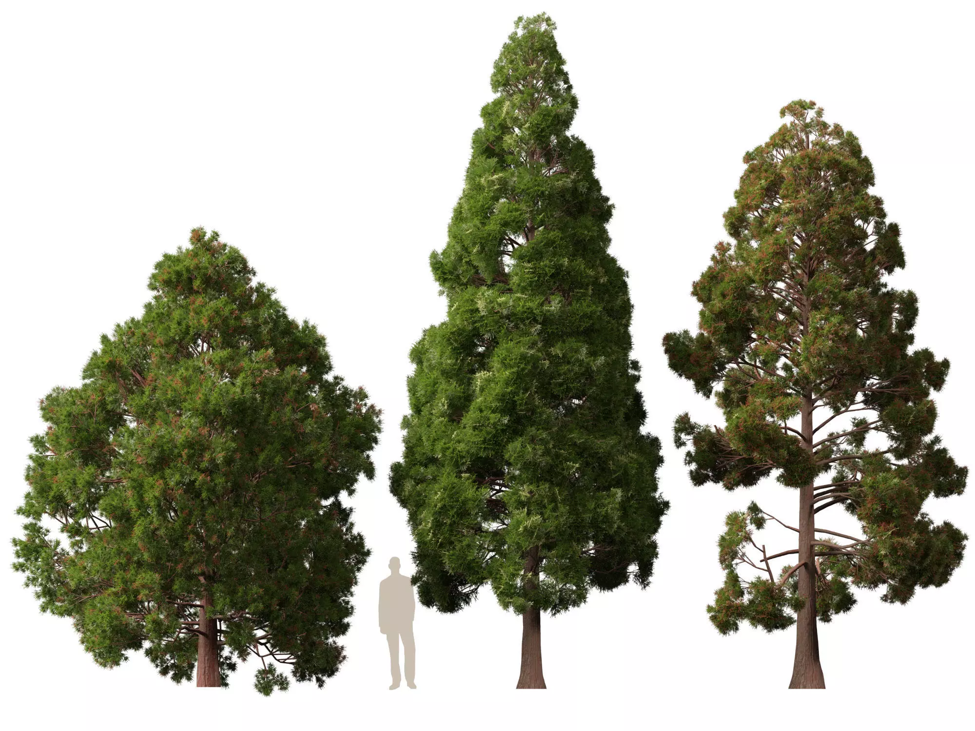 Low Poly - cryptomeria japonica - Japanese cedar 02 LowPoly Low-poly 3D model_6