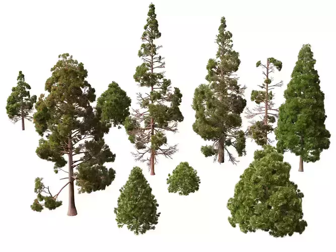 Low Poly - cryptomeria japonica - Japanese cedar 02 LowPoly Low-poly 3D model