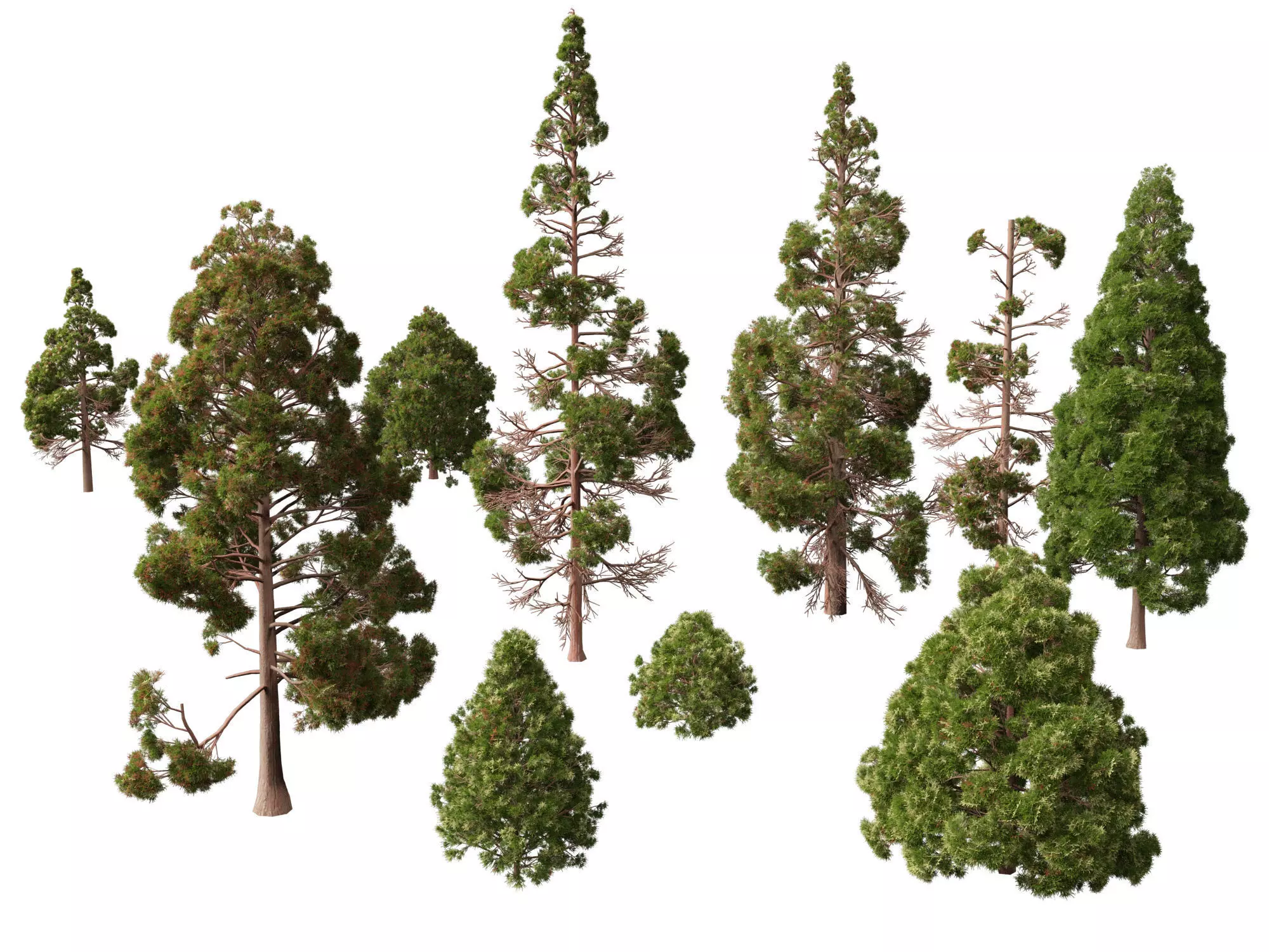 Low Poly - cryptomeria japonica - Japanese cedar 02 LowPoly Low-poly 3D model_0