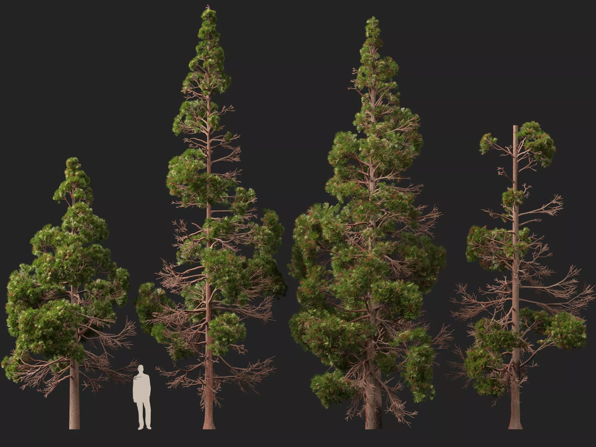 Low Poly - cryptomeria japonica - Japanese cedar 02 LowPoly Low-poly 3D model_9
