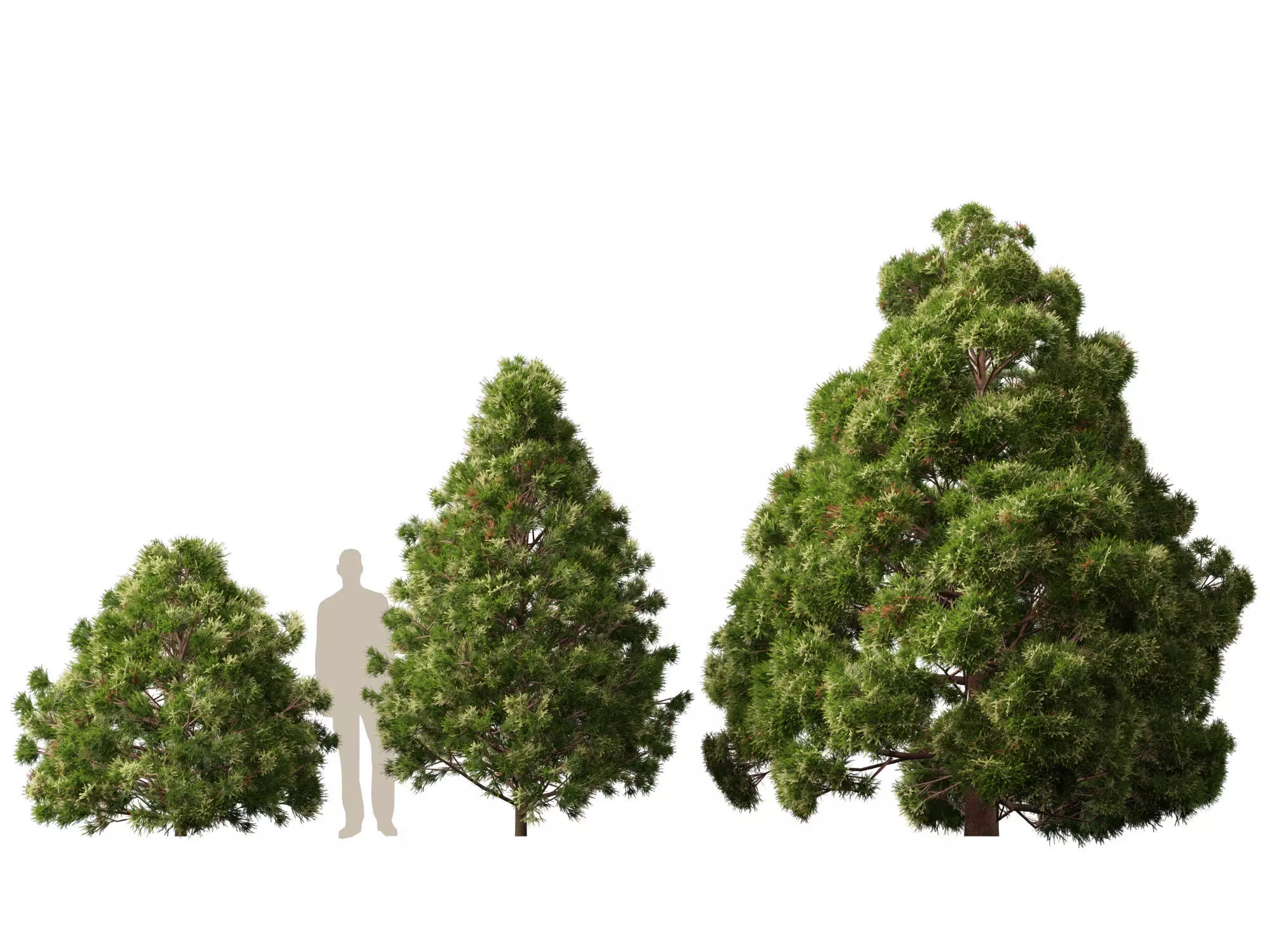 Low Poly - cryptomeria japonica - Japanese cedar 02 LowPoly Low-poly 3D model_4