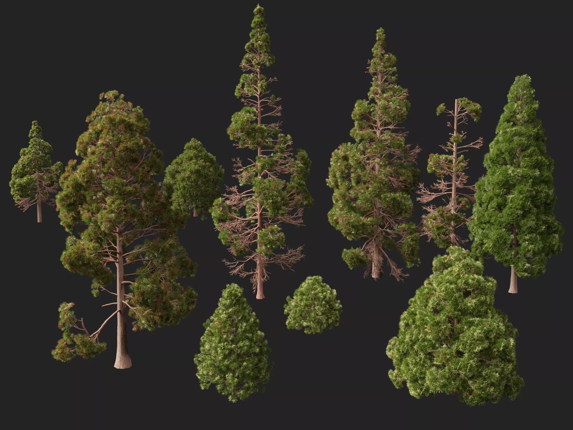 Low Poly - cryptomeria japonica - Japanese cedar 02 LowPoly Low-poly 3D model_2