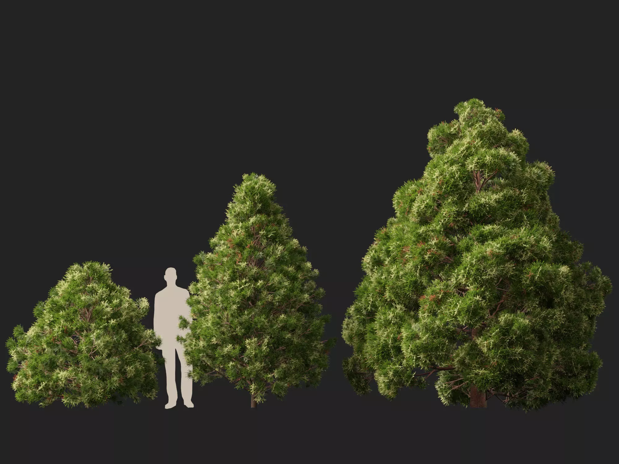 Low Poly - cryptomeria japonica - Japanese cedar 02 LowPoly Low-poly 3D model_5