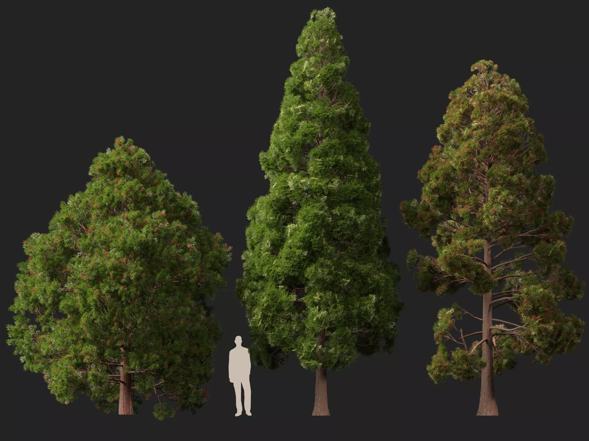 Low Poly - cryptomeria japonica - Japanese cedar 02 LowPoly Low-poly 3D model_7