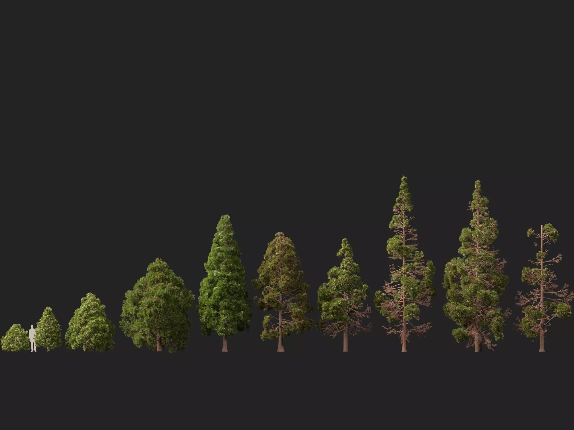 Low Poly - cryptomeria japonica - Japanese cedar 02 LowPoly Low-poly 3D model_3