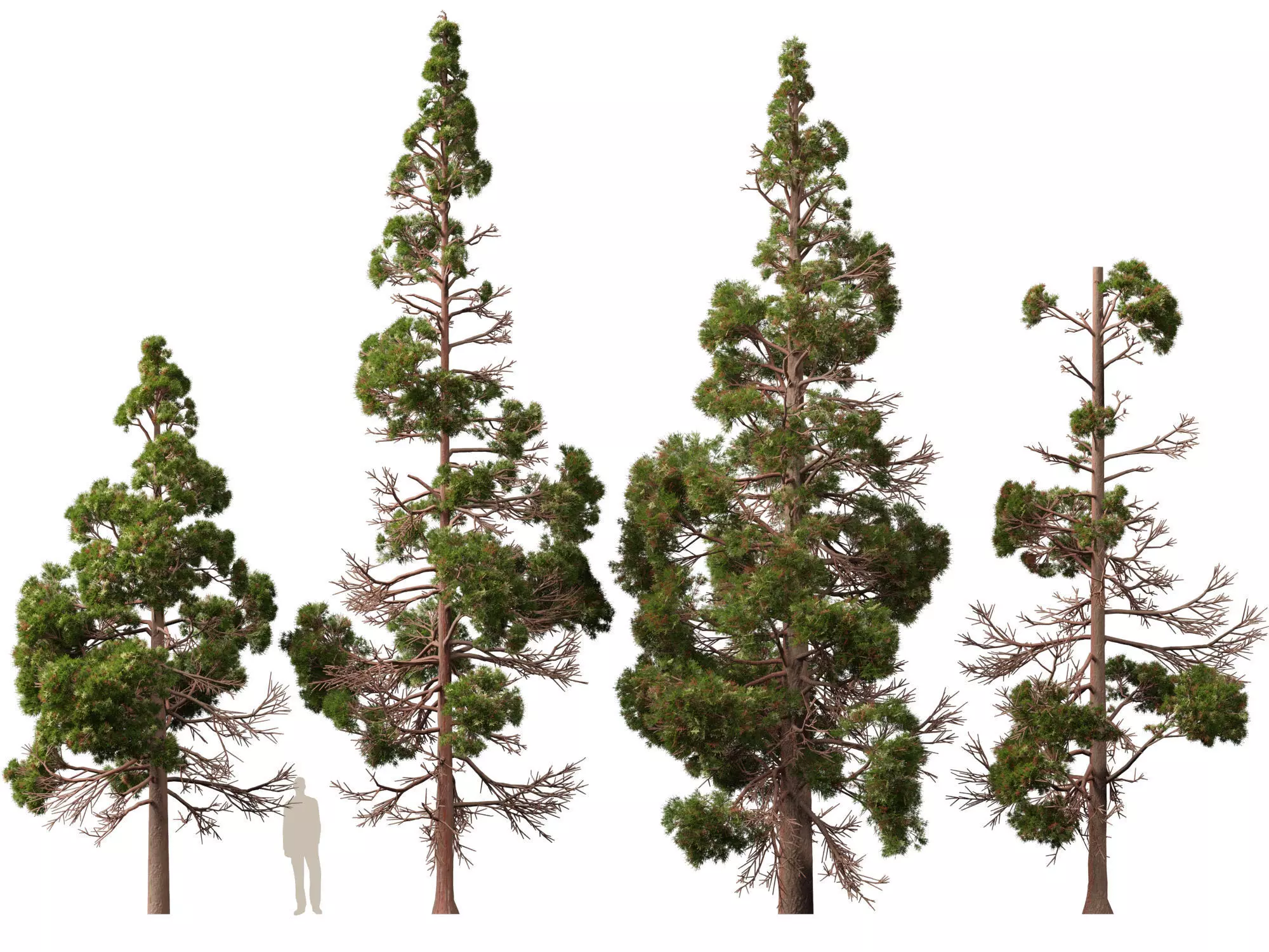 Low Poly - cryptomeria japonica - Japanese cedar 02 LowPoly Low-poly 3D model_8