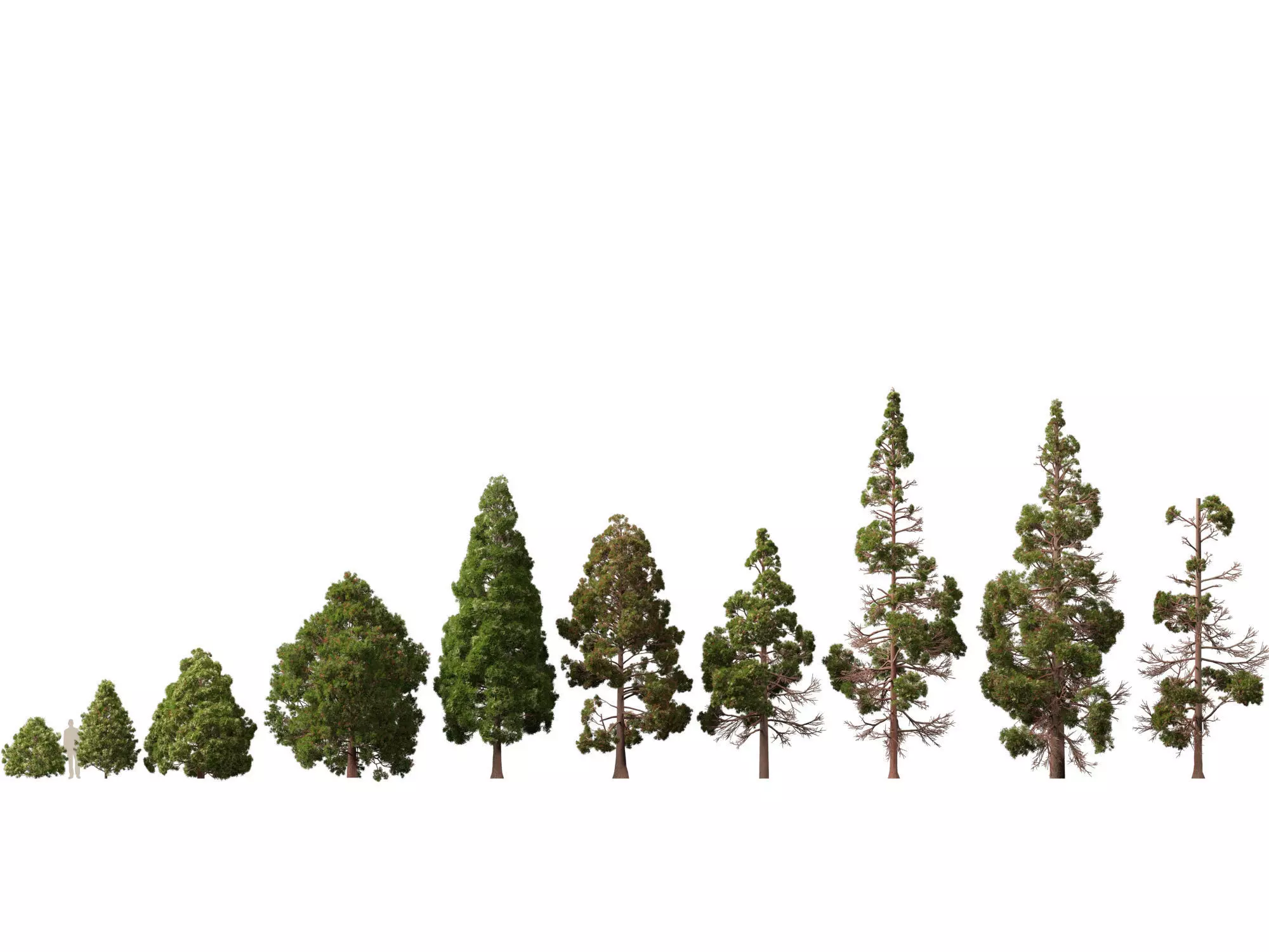 Low Poly - cryptomeria japonica - Japanese cedar 02 LowPoly Low-poly 3D model_1
