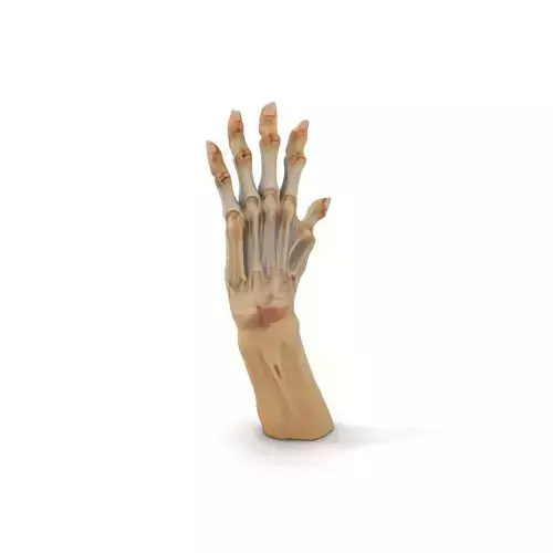 Anatomical Human Hand Model Pack Low-poly 3D model