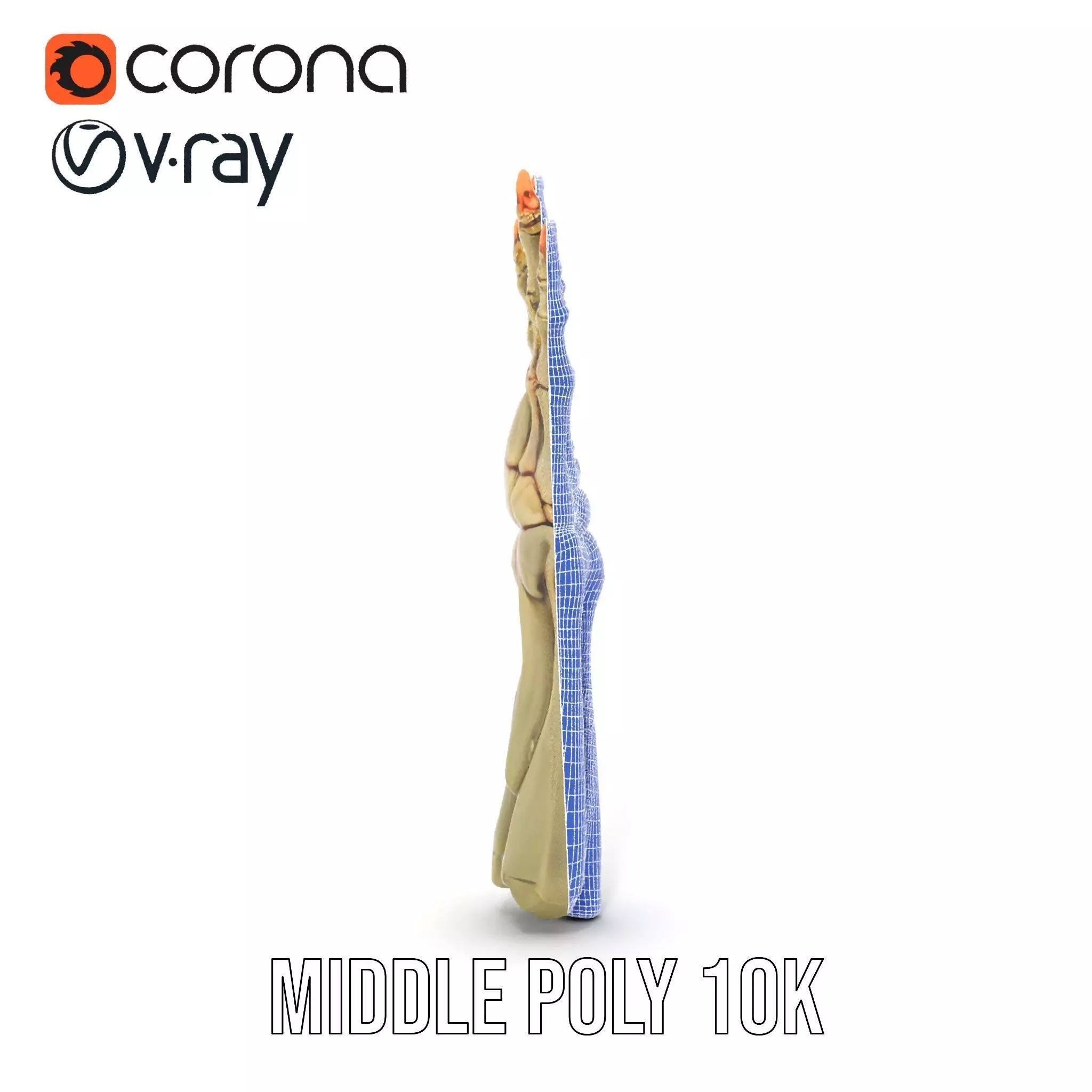 Skeletal Hand Model Pack for Fantasy and Horror Themes Low-poly 3D model_30