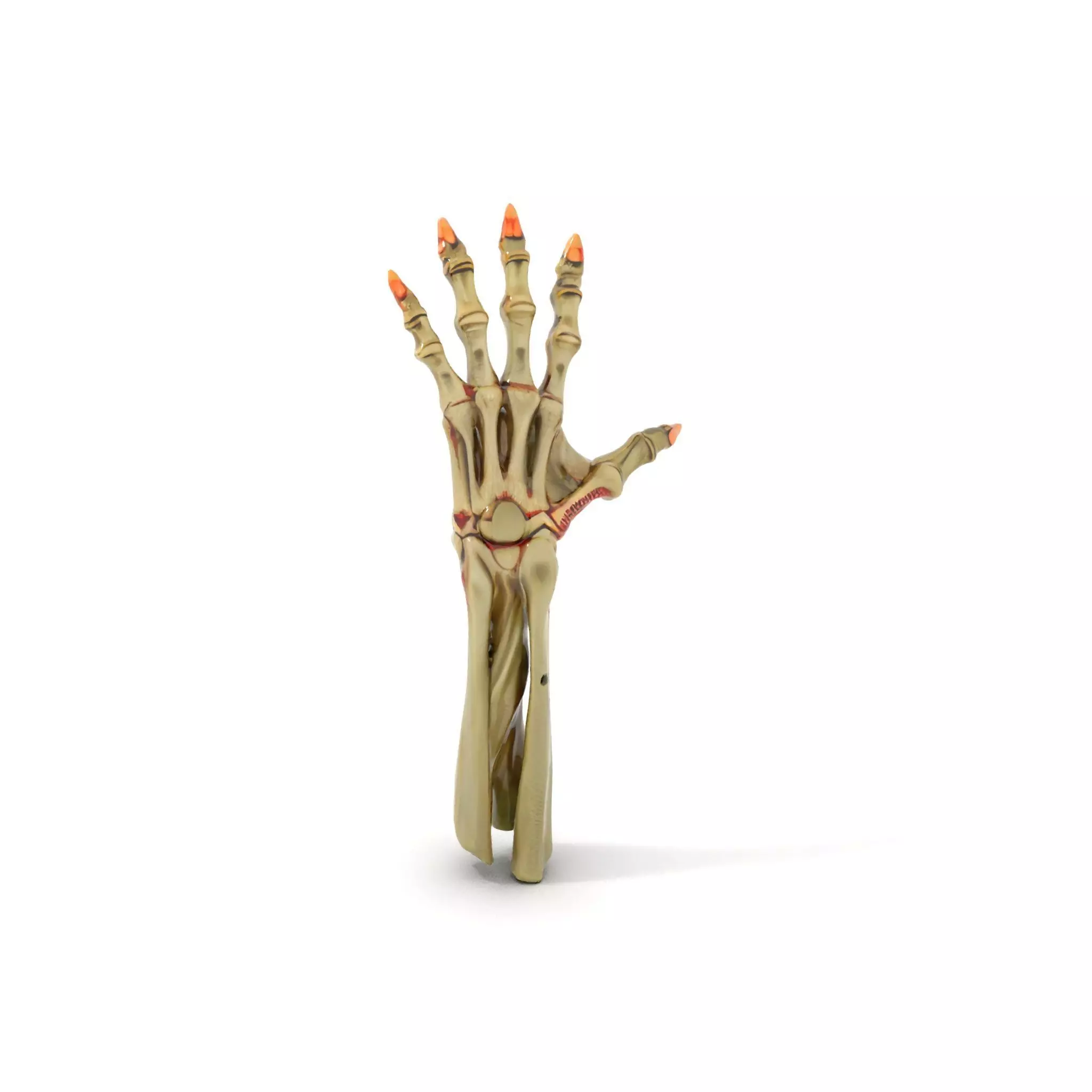 Skeletal Hand Model Pack for Fantasy and Horror Themes Low-poly 3D model_0
