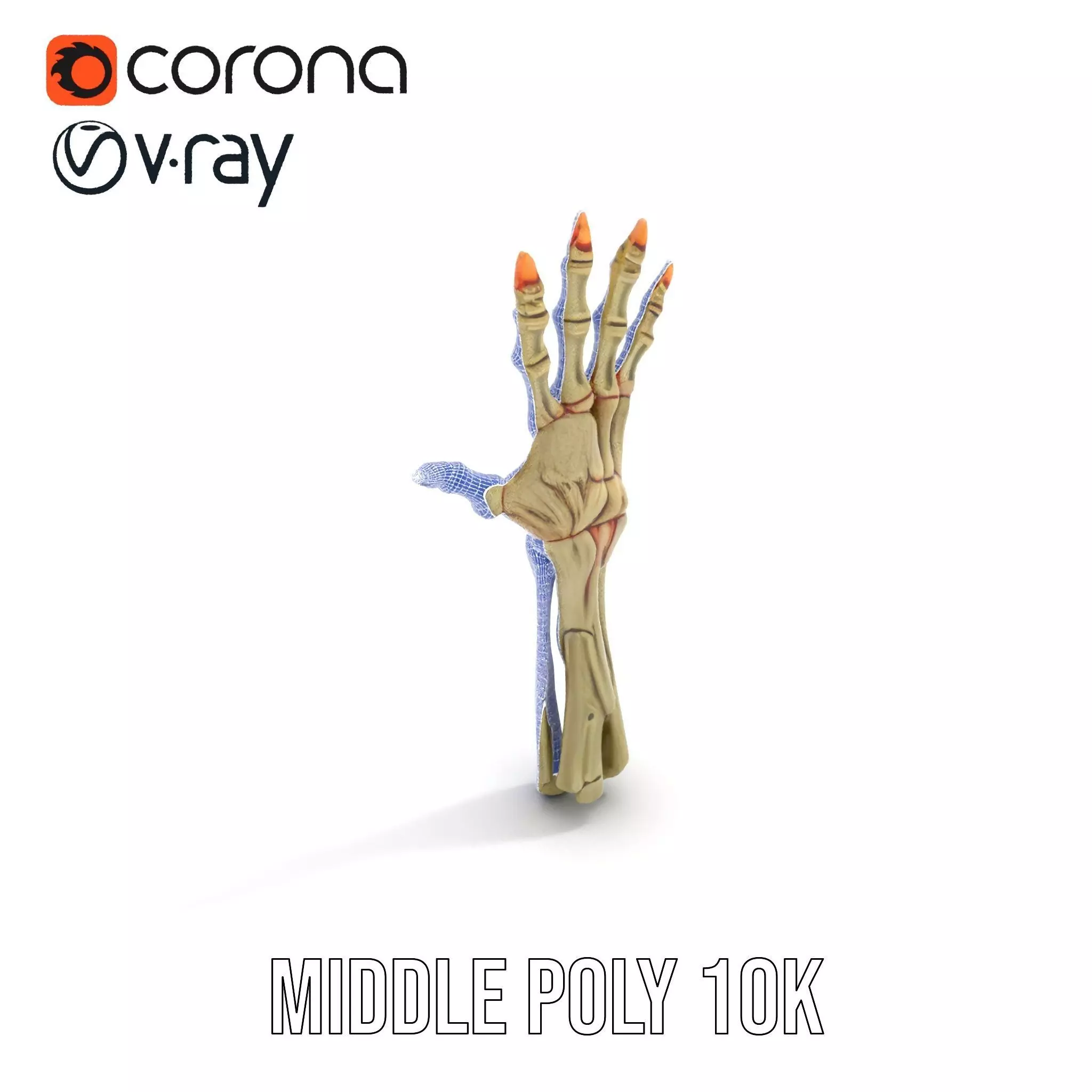 Skeletal Hand Model Pack for Fantasy and Horror Themes Low-poly 3D model_16
