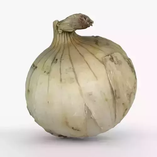 Photorealistic 3D scan of onion