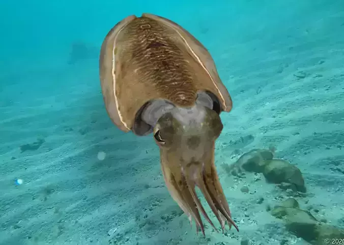 Realistic Cuttlefish Animated