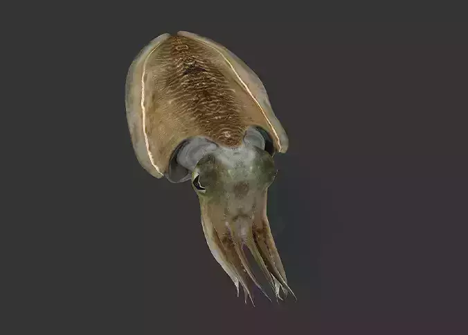 Realistic Cuttlefish Animated 3D model