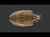 Realistic Cuttlefish Animated 3D model_1