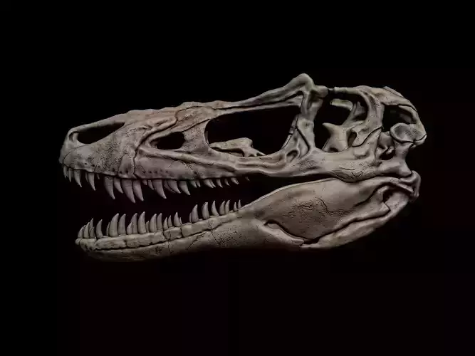 Alioramus Skull