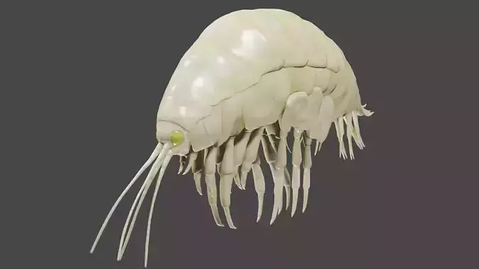 Supergiant amphipod