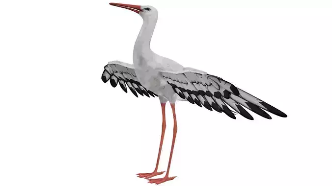 Stork