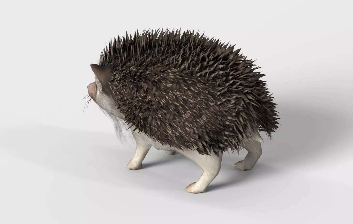 Realistic Hedgehog 3D Model  low poly Rigged Low-poly 3D model_3
