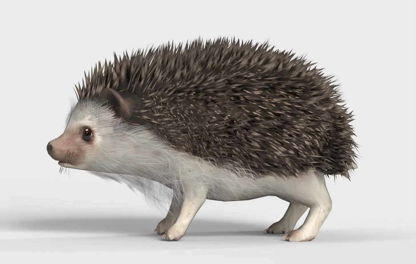Realistic Hedgehog 3D Model  low poly Rigged Low-poly 3D model_1