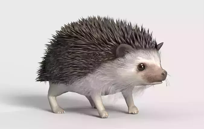 Realistic Hedgehog 3D Model  low poly Rigged Low-poly 3D model