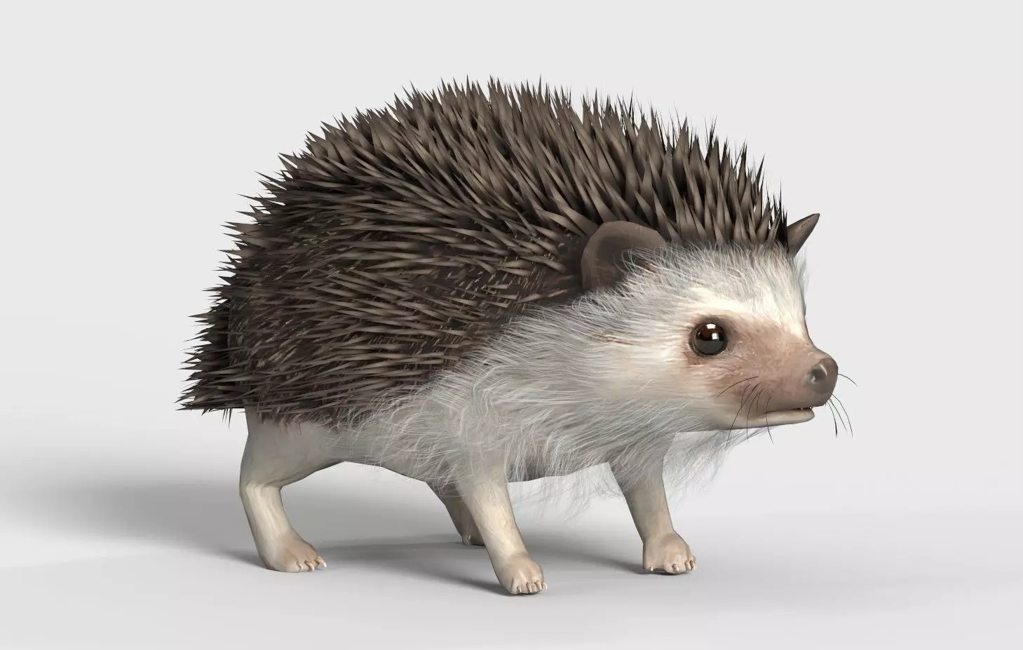 Realistic Hedgehog 3D Model  low poly Rigged Low-poly 3D model_0