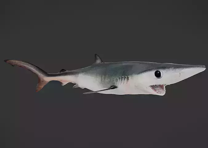 Realistic Blue Shark Animated 3D model