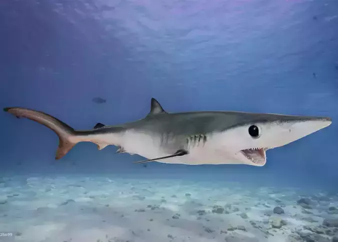 Realistic Blue Shark Animated
