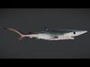 Realistic Blue Shark Animated 3D model_1