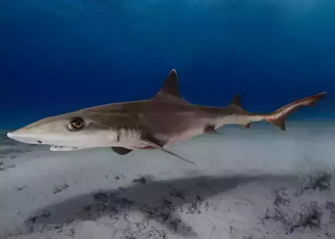 Spotless Smooth-hound - Houndshark -Dogfish Animated