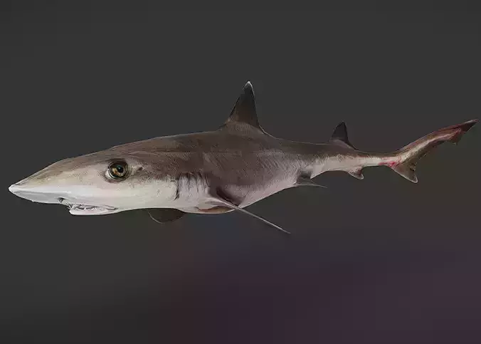 Spotless Smooth-hound - Houndshark -Dogfish Animated 3D model