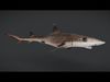 Spotless Smooth-hound - Houndshark -Dogfish Animated 3D model_1