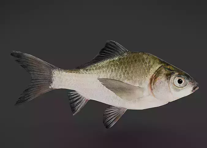 Realistic White Crucian Carp Animated 3D model
