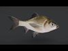 Realistic White Crucian Carp Animated 3D model_1