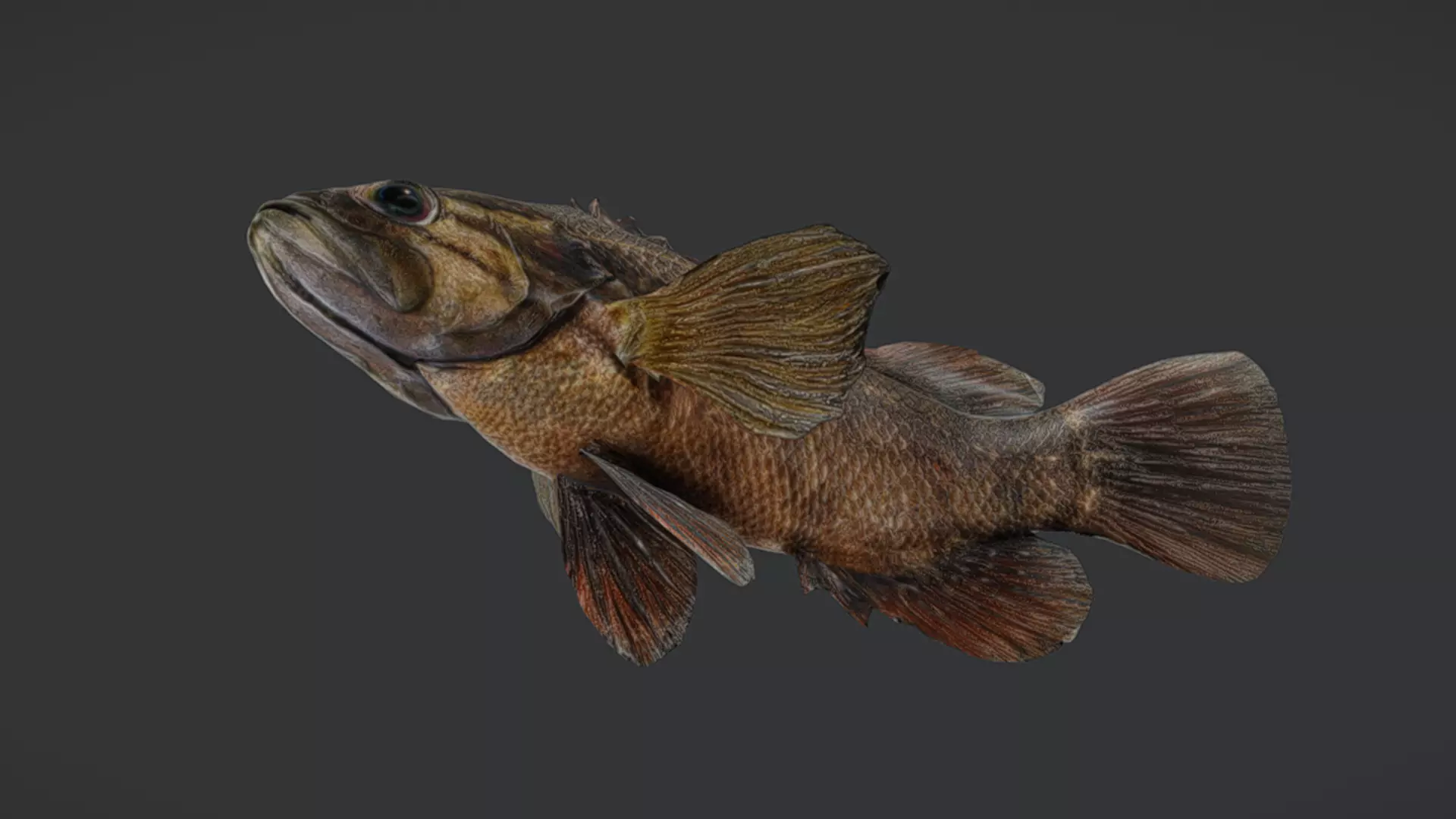 Realistic Perch Animated 3D model_2